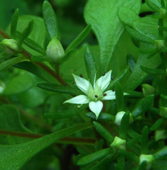 Sedum jaliscanum