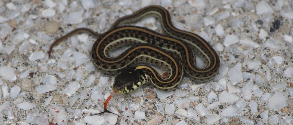 Mexican Garter Snake (Thamnophis eques)