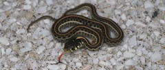Thamnophis eques