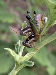 Phaedrotettix