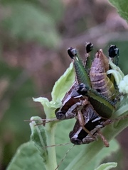 Phaedrotettix