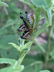 Phaedrotettix