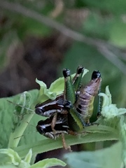 Phaedrotettix