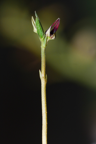 Ceropegia shrirangii
