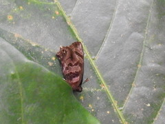 Flos fulgida singhapura