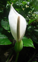 Xanthosoma wendlandii