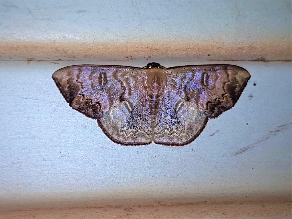 Semaeopus scripturata