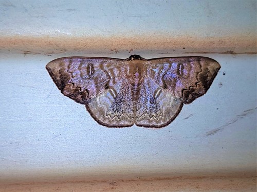 Semaeopus scripturata