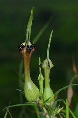 Ceropegia mahabalei