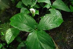 Xanthosoma wendlandii