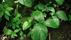 Xanthosoma wendlandii