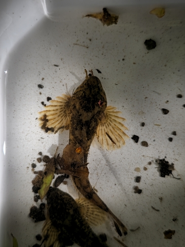 Bullhead (Cottus gobio) — Cottidae — 5
