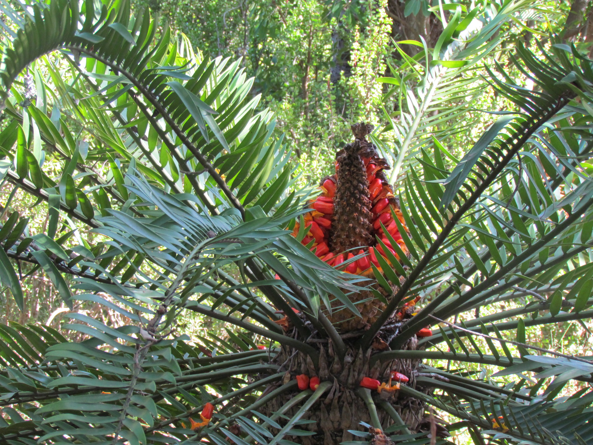Encephalartos