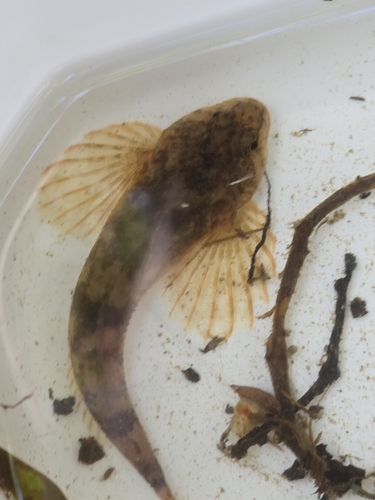 Bullhead (Cottus gobio) — Cottidae