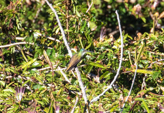 Amazilia cyanocephala image