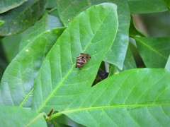 Flos fulgida singhapura