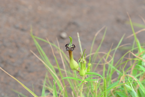 Ceropegia mahabalei