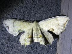 Dysaethria moza