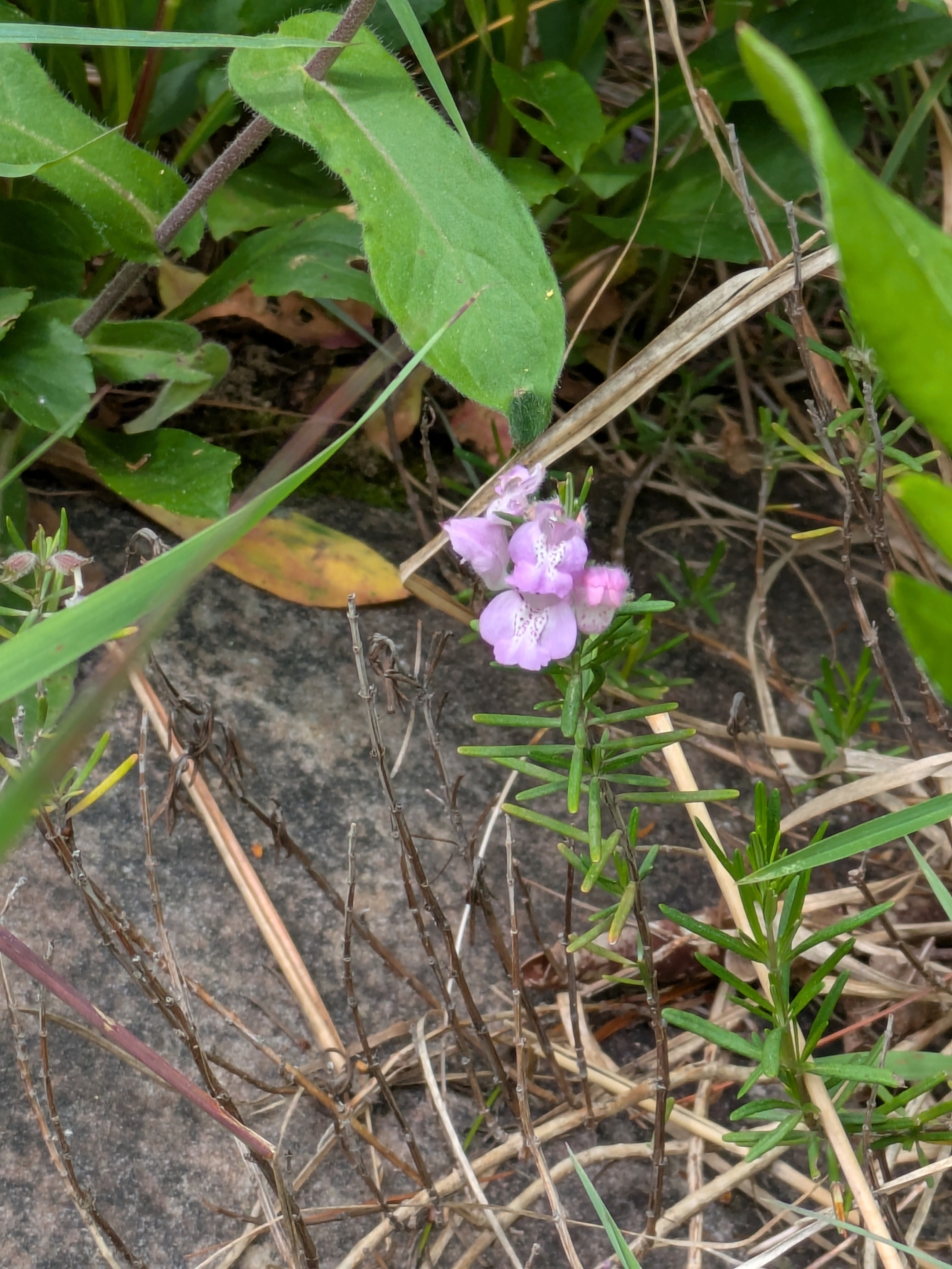 Imagem de Conradina verticillata