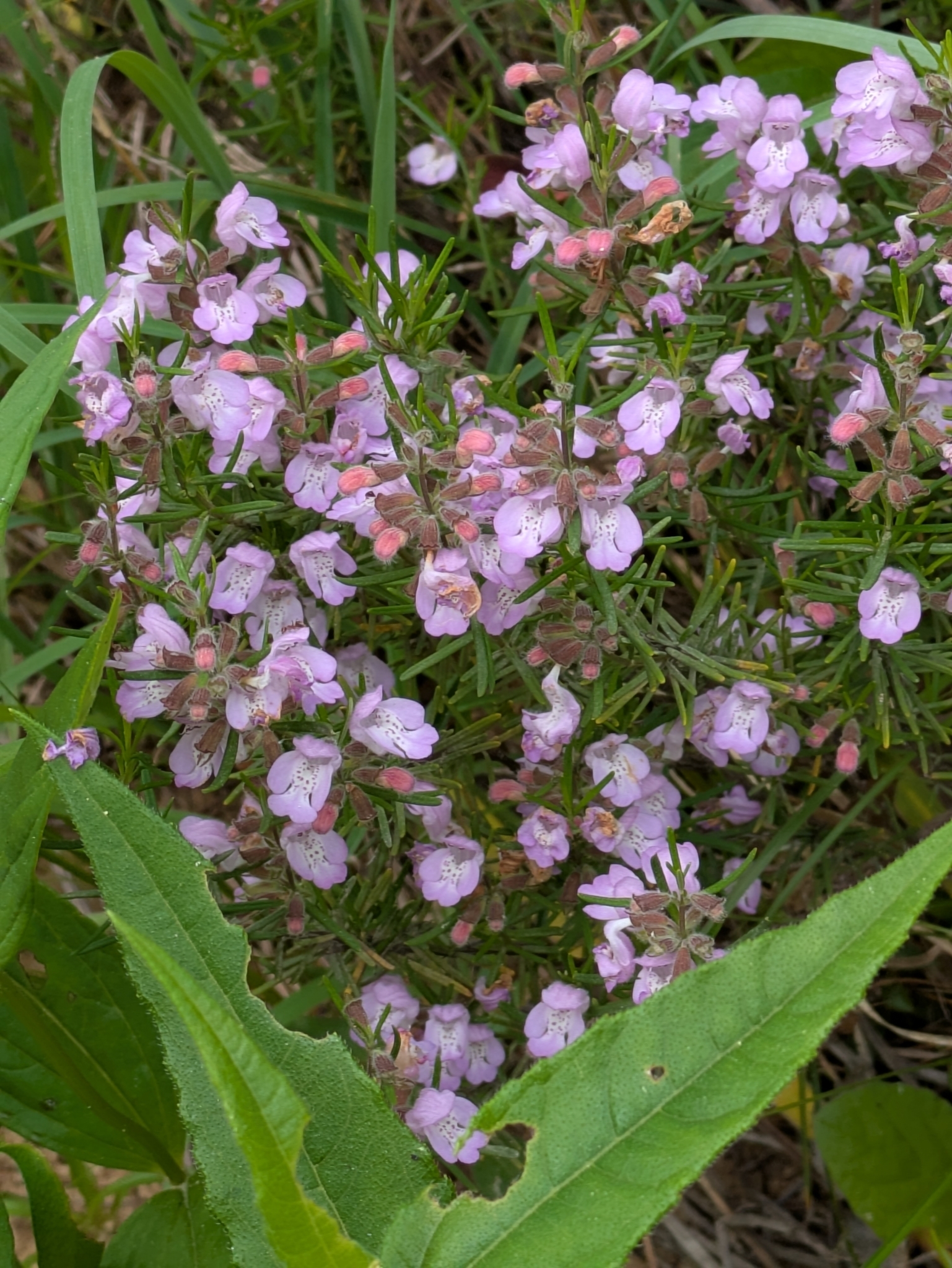 Imagem de Conradina verticillata