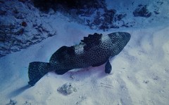 Epinephelus maculatus