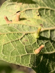 Celticecis aciculata