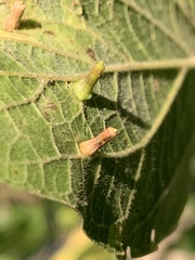 Celticecis aciculata