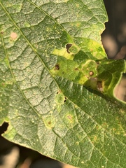 Celticecis aciculata