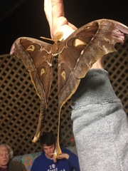 Coscinocera hercules