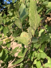 Celticecis aciculata