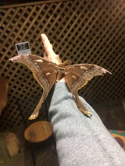 Coscinocera hercules