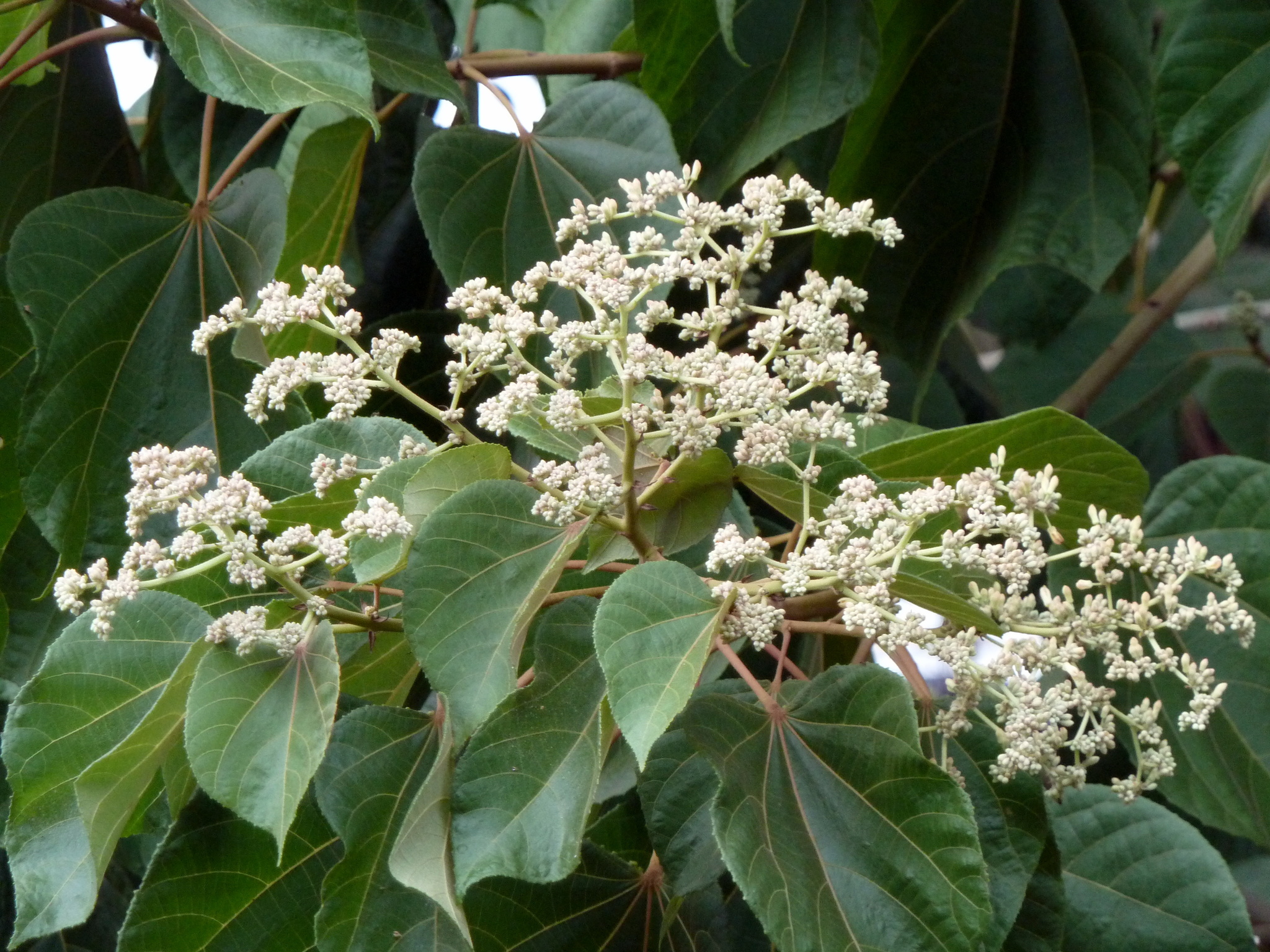 Heliocarpus