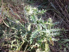 Carduus nutans leiophyllus