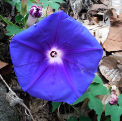 Ipomoea laeta
