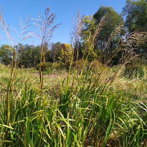 reed meadowgrass