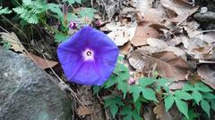 Ipomoea laeta