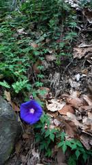 Ipomoea laeta