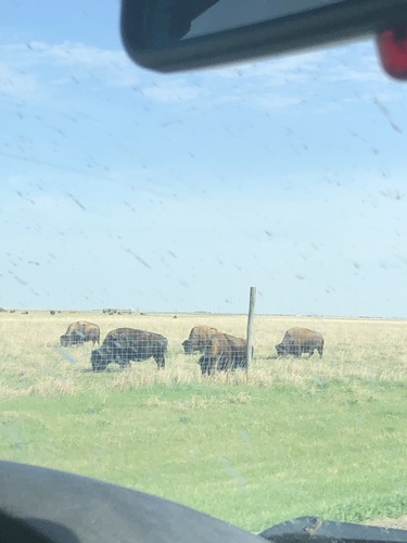 American Bison