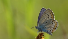 Plebejus argyrognomon