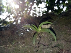 Phreatia plantaginifolia