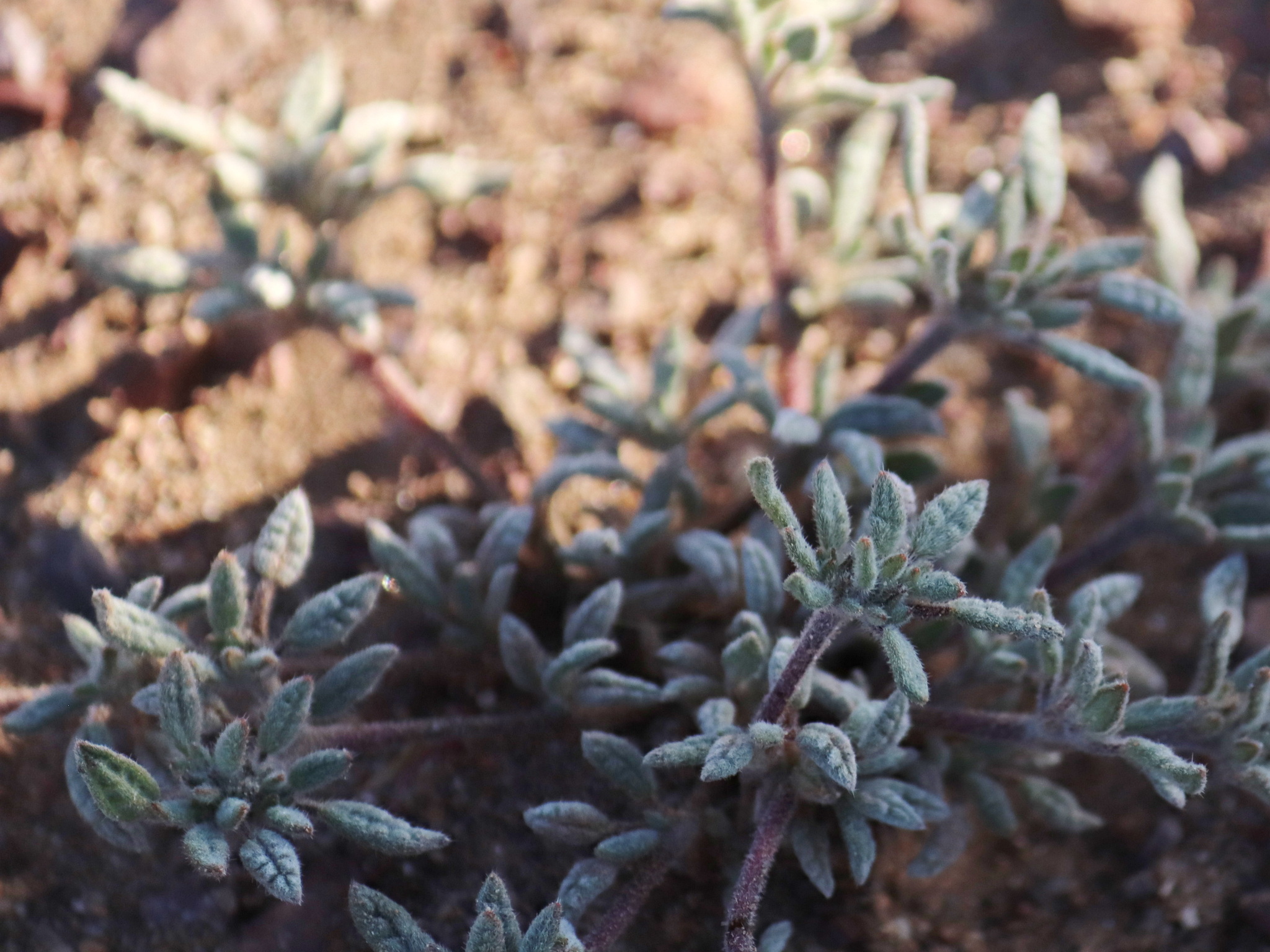 Tiquilia atacamensis