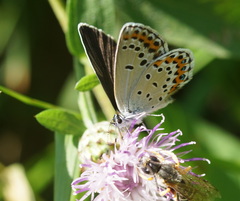 Plebejus argyrognomon