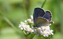 Plebejus argyrognomon