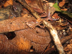 Pristimantis cerasinus