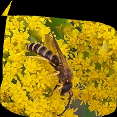 Halictus rubicundus