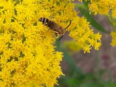 Halictus rubicundus