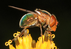 Copestylum vesicularium