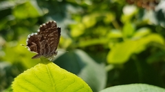Cacyreus marshalli