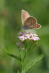 Plebejus argyrognomon
