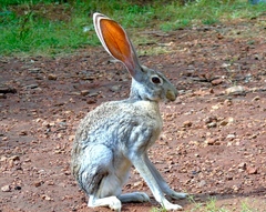 Lepus alleni